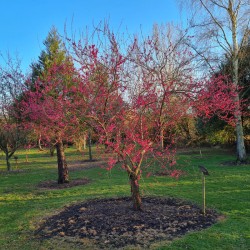 Prunus mume 'Beni-Chidori' - established tree flowering in March