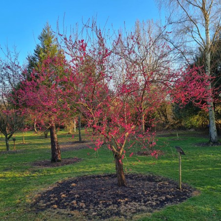 Prunus mume 'Beni-Chidori' - established tree flowering in March Prunus mume 'Beni-Chidori' - established tree flowering in March