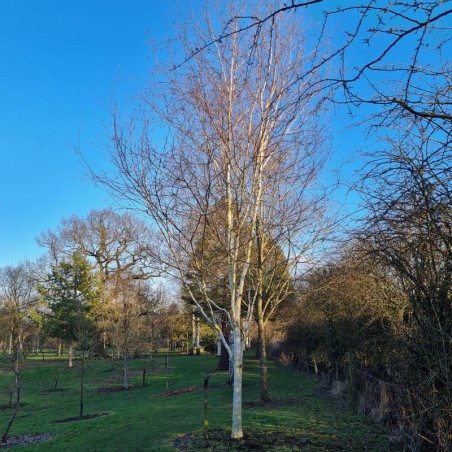 Betula utilis 'Grayswood Ghost' - established tree in winter Betula utilis 'Grayswood Ghost' - established tree in winter
