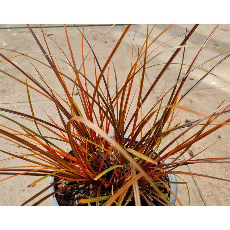 Uncinia rubra - young plant in late winter