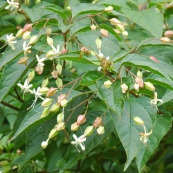 Clerodendrum trichotomum 'Shiro' - flowers