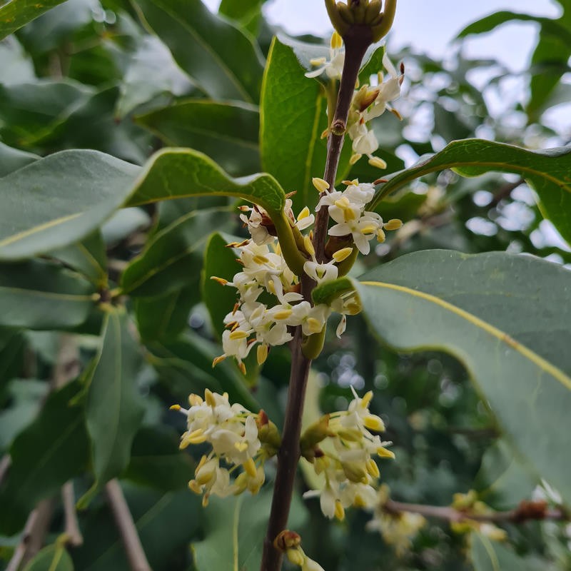 Osmanthus yunnanensis - clusters of scented flowers in March Osmanthus yunnanensis - clusters of scented flowers in March