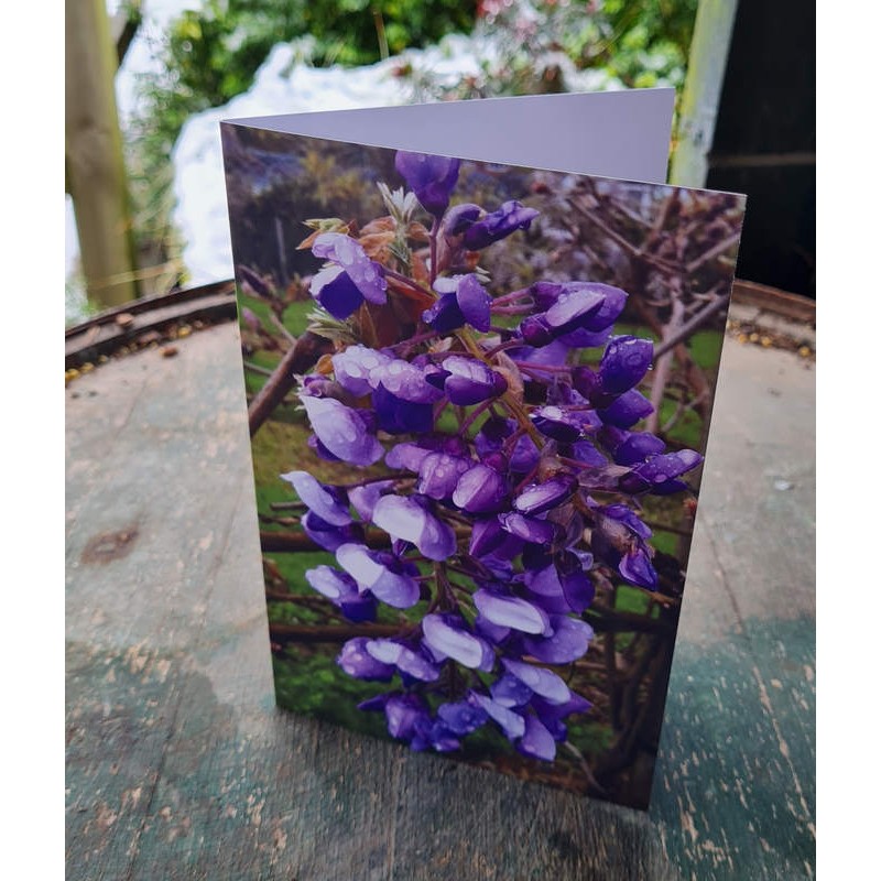Cards - Wisteria 'Okayama'