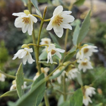 Atherosperma moschatum - flowers in march