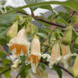 Dipelta yunnanensis - flowers in summer