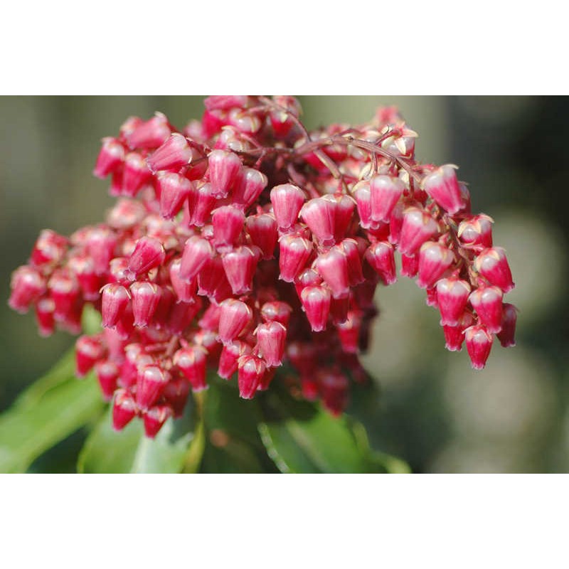 Pieris japonica 'Valley Valentine' - flowers