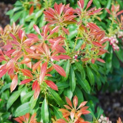 Pieris japonica 'Valley Valentine' - young leaves in Spring