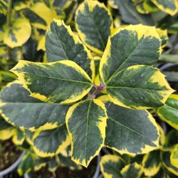 Ilex x altaclerensis 'Golden King' - variegated leaves