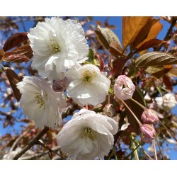 Prunus 'Shirofugen' - Spring flowers opening