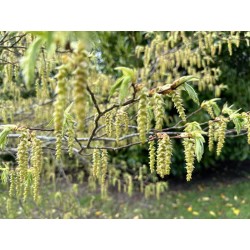 Carpinus japonica - catkins in Spring