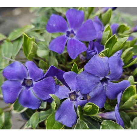 Vinca minor 'Ralph Shugert' - spring flowers