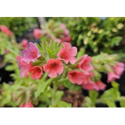 Pulmonaria rubra 'Redstart' - spring flowers