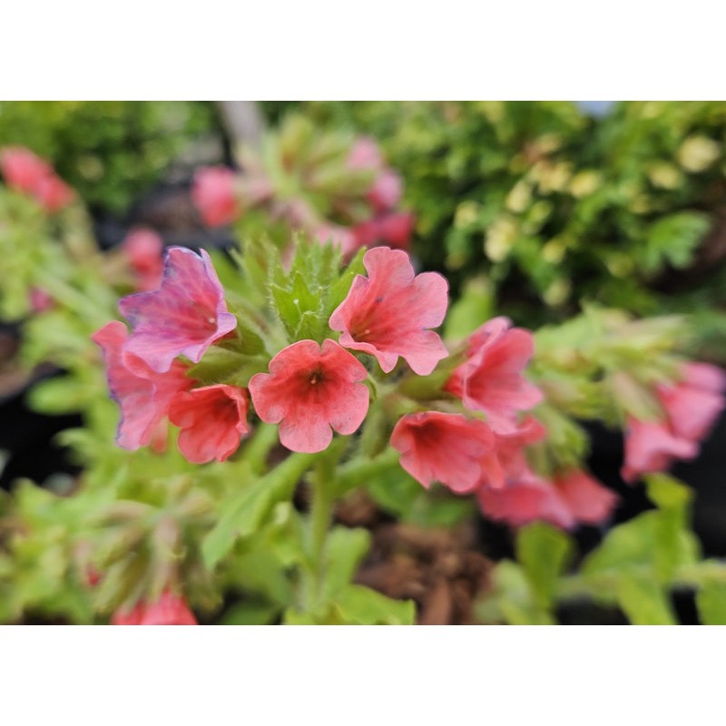 Pulmonaria rubra 'Redstart' - spring flowers Pulmonaria rubra 'Redstart' - spring flowers