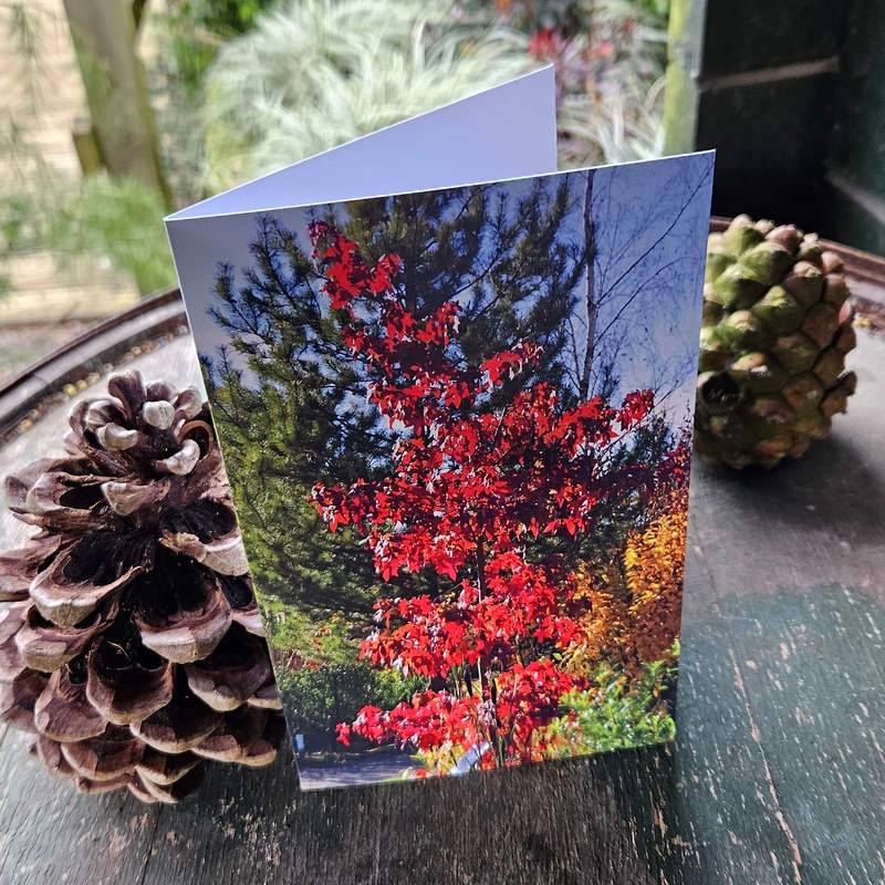Gift card - Liquidambar 'Festival'