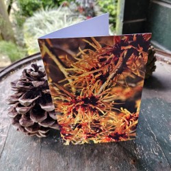 Gift Card - Hamamelis 'Suzette'