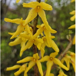 Forsythia x intermedia 'Goldrausch' - Spring flowers