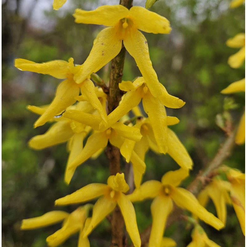 Forsythia x intermedia 'Goldrausch' - Spring flowers