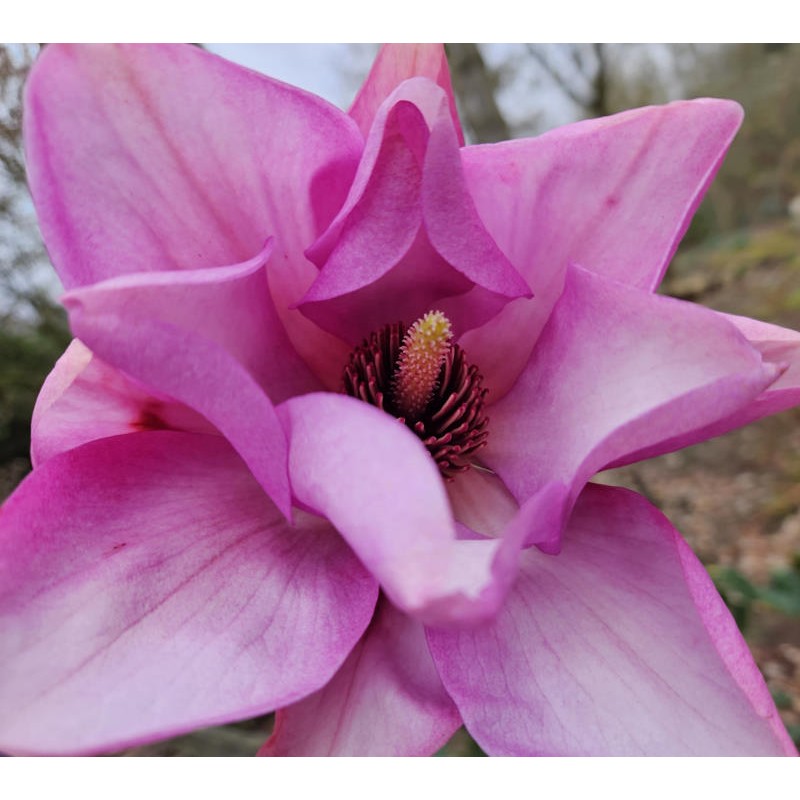 Magnolia campbellii 'Lanarth' - large purple-pink flowers in Spring