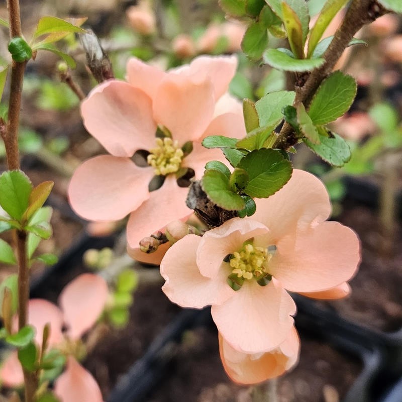 Chaenomeles x superba 'Salmon Horizon' - salmon pink spring flowers