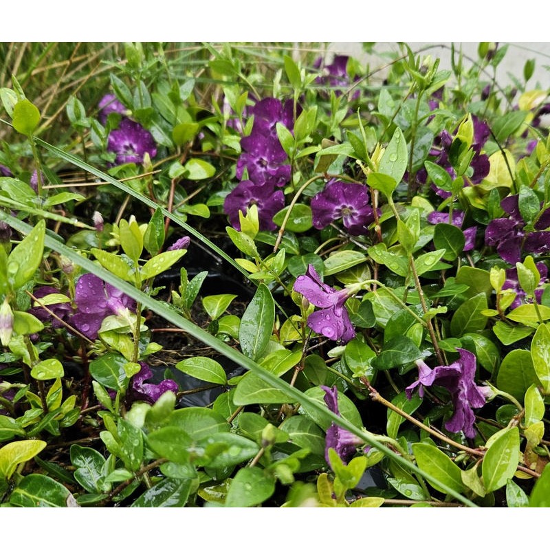 Vinca minor 'Atropurpurea' - spring flowers