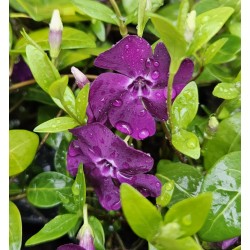 Vinca minor 'Atropurpurea' - dark purple flowers