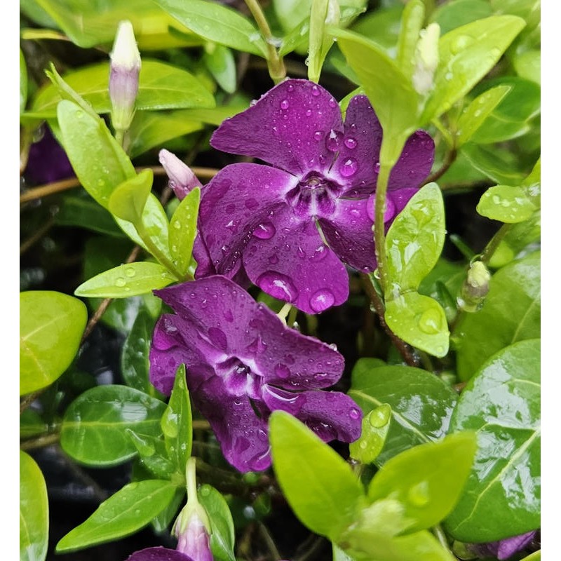 Vinca minor 'Atropurpurea' - dark purple flowers