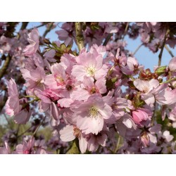 Prunus 'Beni-yutaka' - masses of pink flowers in Spring
