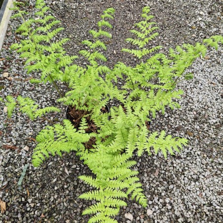 Dryopteris stewartii - young leaves unfurling in Spring