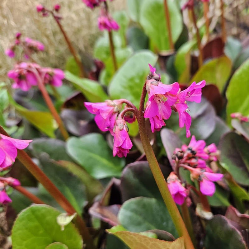 Bergenia 'Overture'