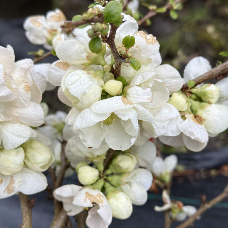 Chaenomeles superba 'Jet Trail' - masses of white flower in Spring