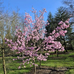 Prunus 'Jacqueline' - young tree covered with flowers