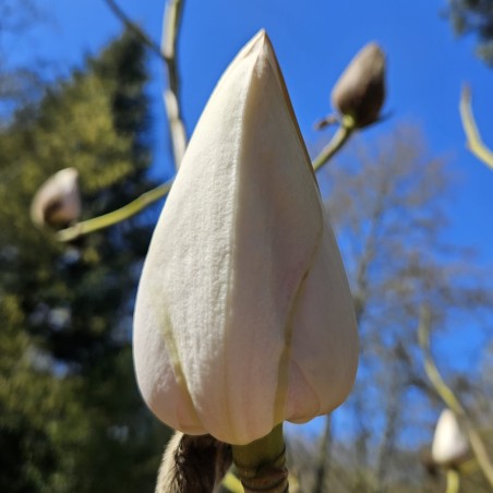 Magnolia 'Sir Harold Hillier' - impressive pointed flower buds