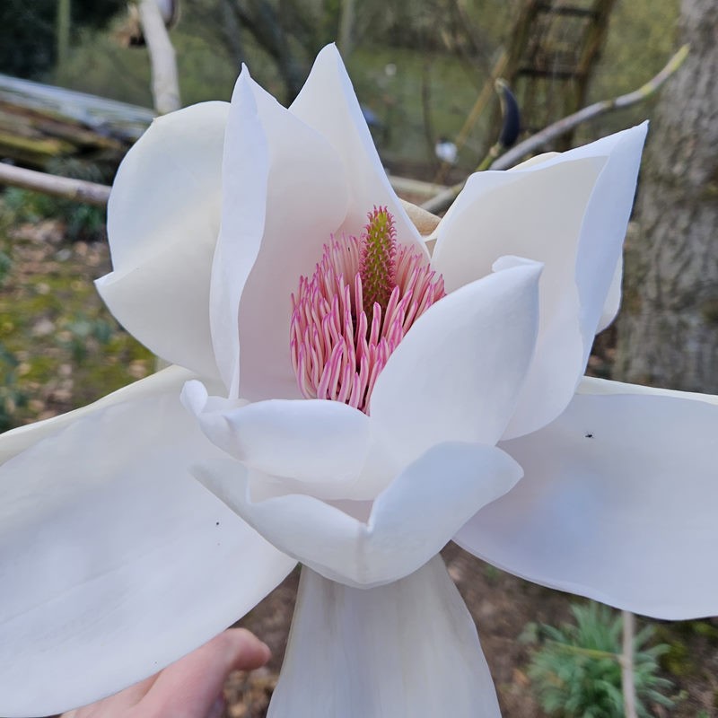 Magnolia 'Sir Harold Hillier' - huge pure white flowers in Spring