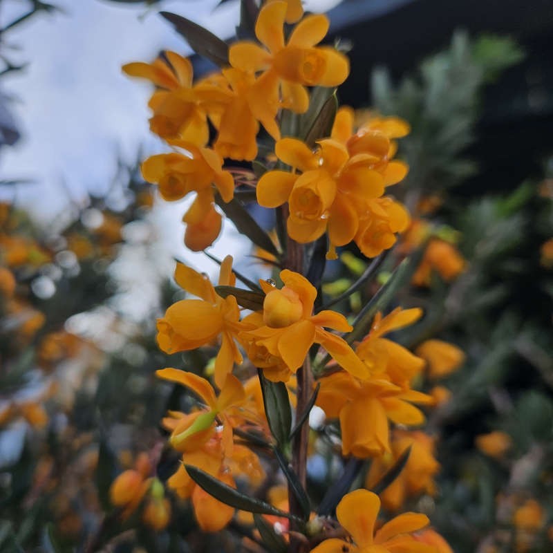 Berberis linearifolia Orange King' - flowers in April