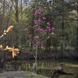 Magnolia 'Livingstone' - young specimen tree with flowers in April