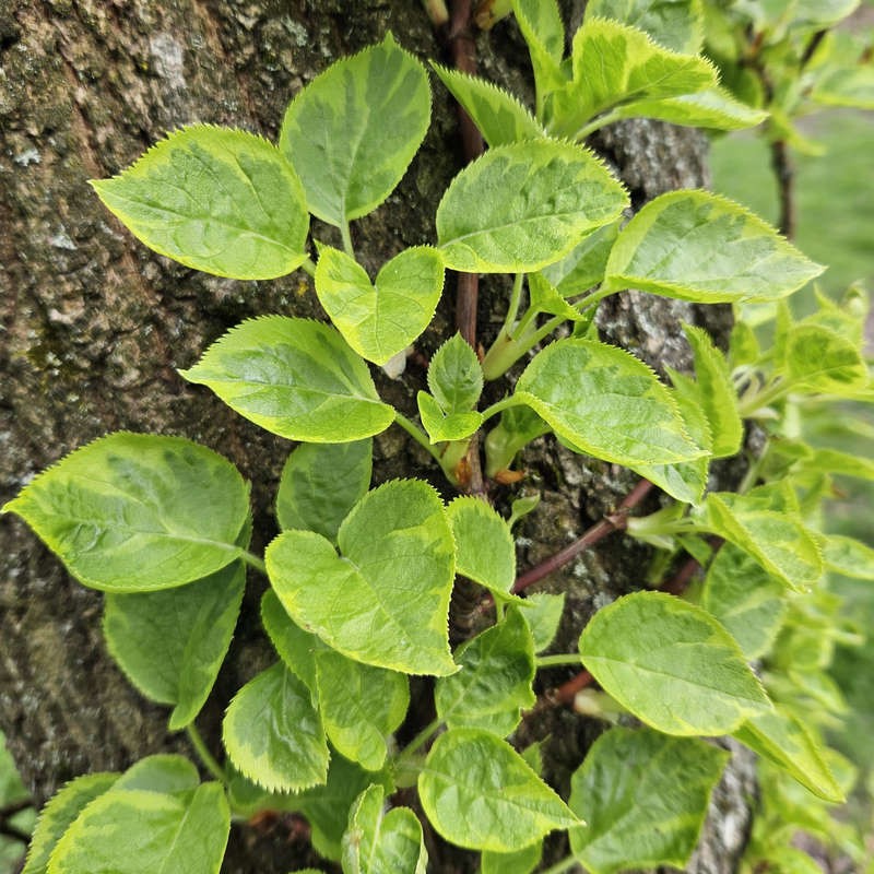 Hydrangea anomala 'Miranda' - young leaves in Spring