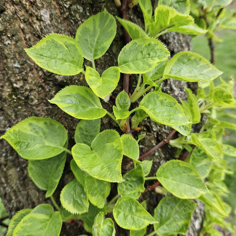 Hydrangea anomala 'Miranda' - young leaves in Spring Hydrangea anomala 'Miranda' - young leaves in Spring