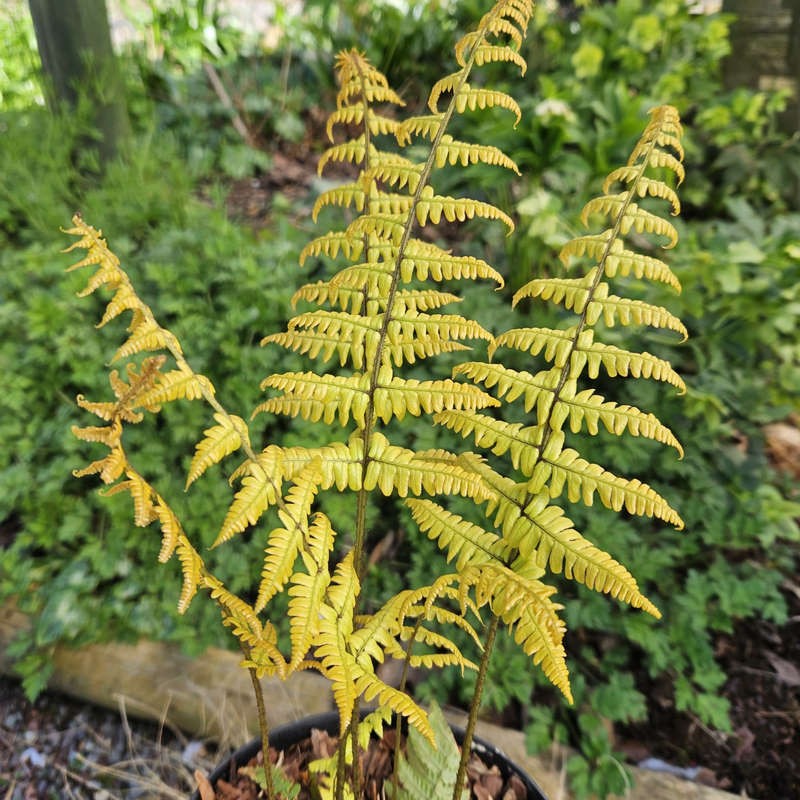 Dryopteris wallichiana 'Jurassic Gold' - golden-green fronds in Spring