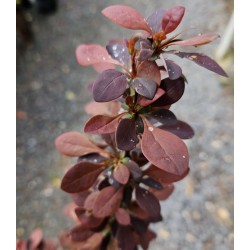 Berberis thunbergii 'Chocolate Summer' - chocolate brown leaves in late Spring