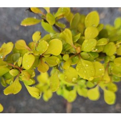 Berberis thunbergii ' Golden Horizon'