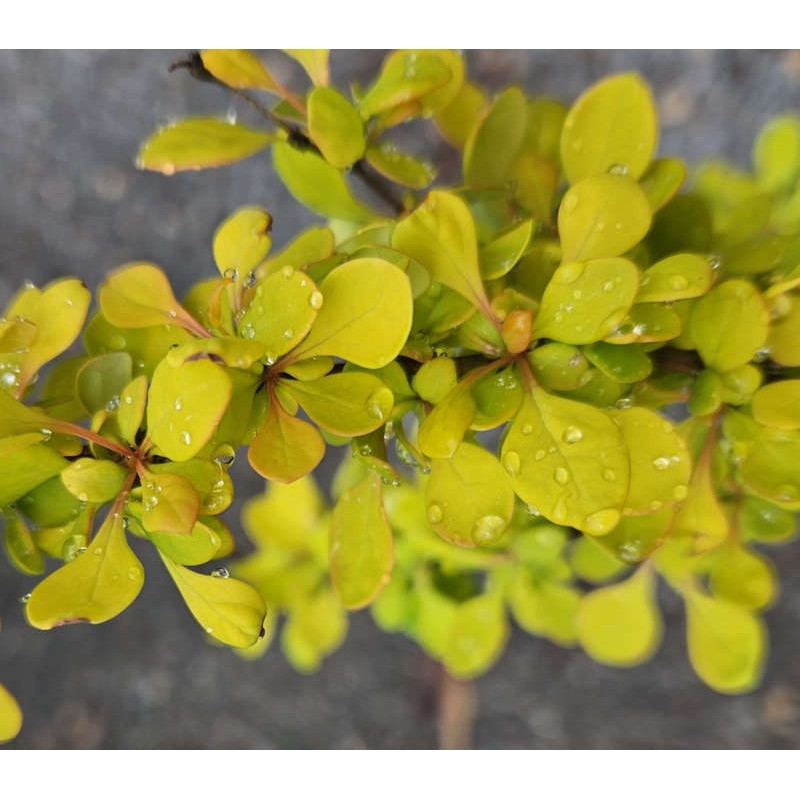 Berberis thunbergii ' Golden Horizon' - golden-yellow leaves in Spring.