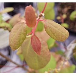 Cercidiphyllum japonicum 'Magma' - colourful spring leaves