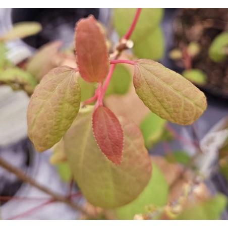 Cercidiphyllum japonicum 'Magma' - colourful spring leaves