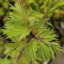 Metasequoia glyptostroboides 'Amber Glow' - young leaves in April