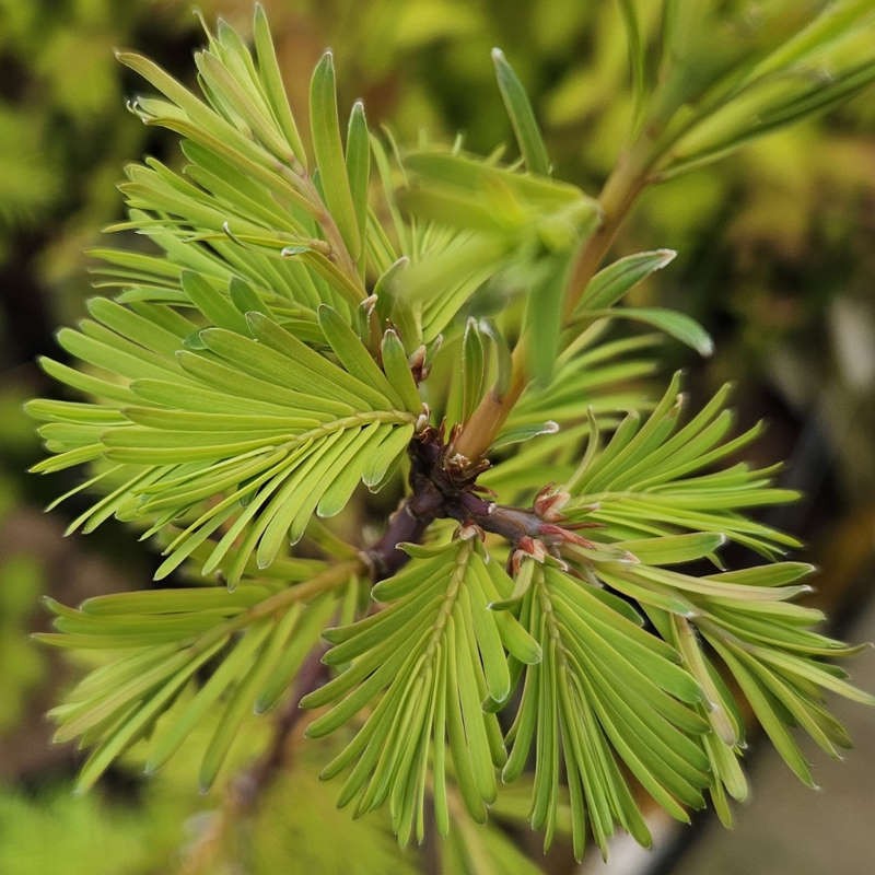 Metasequoia glyptostroboides 'Amber Glow