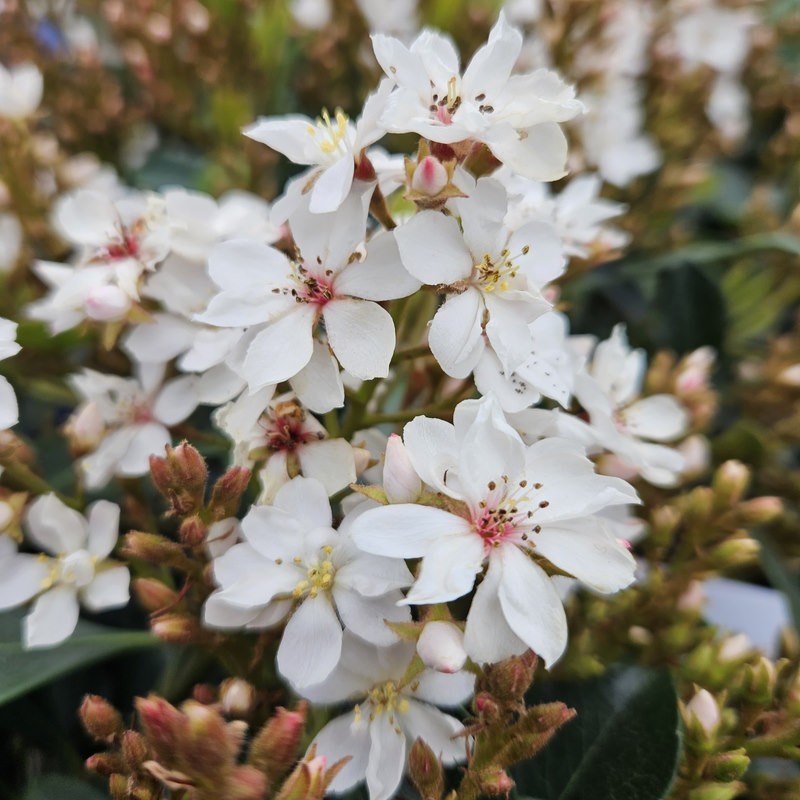 Rhaphiolepis indica 'White Cloud' - masses of white flowers in Spring