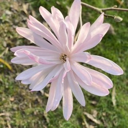 Magnolia stellata 'Jane Platt' - pale pink star-shaped flowers in Spring