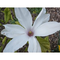 Magnolia 'Evenly Gift' - spring flower