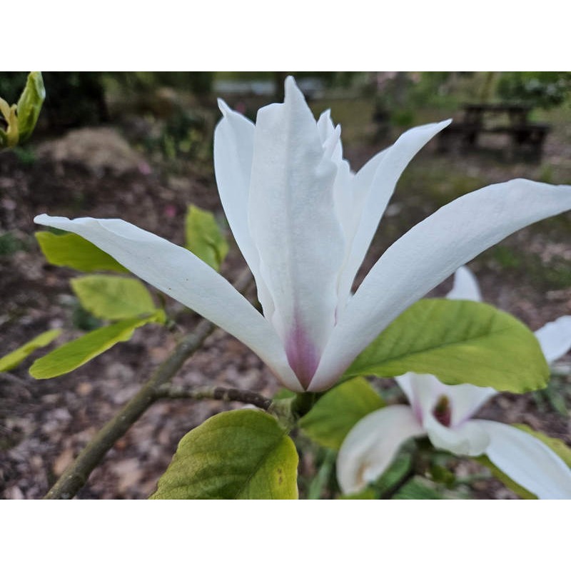 Magnolia 'Evenly Gift' - flowers in Spring