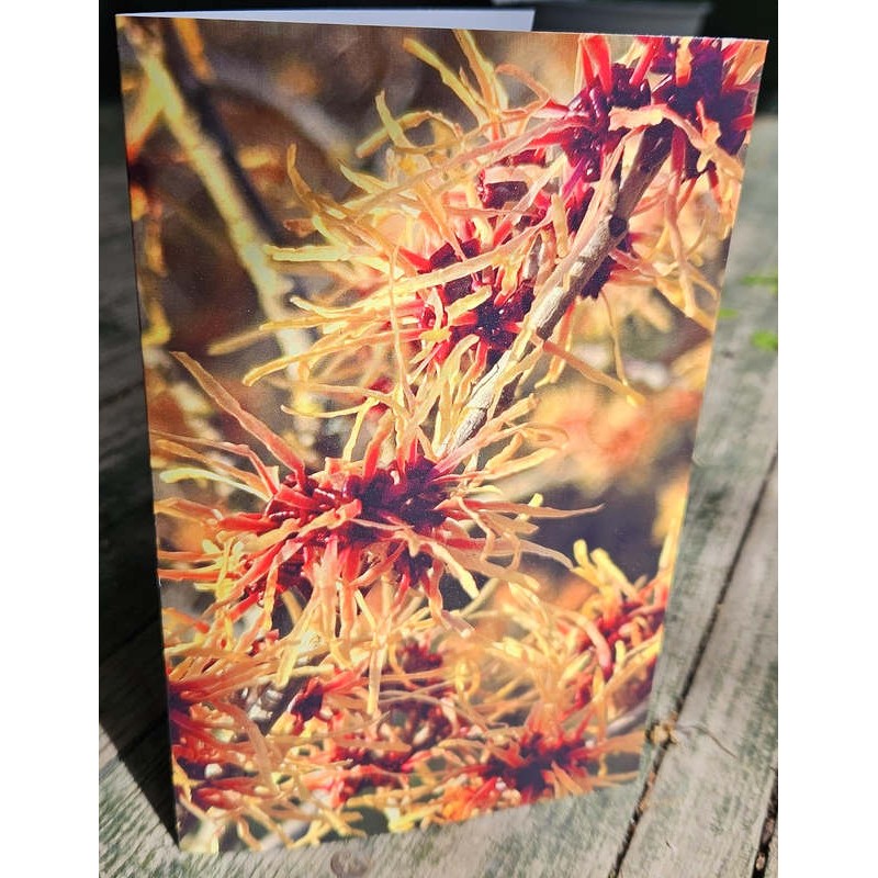 Gift Card - Hamamelis 'Suzette'